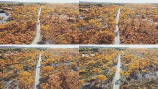 秋天新疆金色胡杨林，胡杨树的航拍风光高清在线视频素材下载