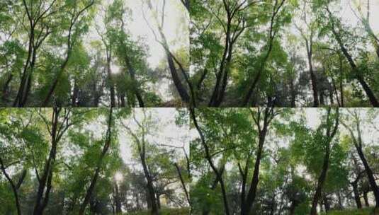 阳光穿透下午的森林发出逆光耀斑高清在线视频素材下载