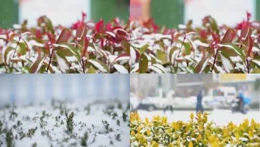 下雪雪花飘雪高清在线视频素材下载