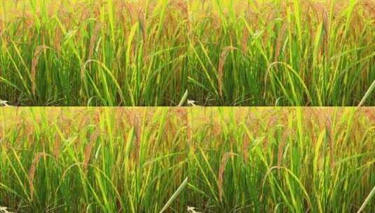 8k水稻农田大米农业丰收高清在线视频素材下载