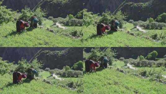 西藏山村农民耕作高清在线视频素材下载