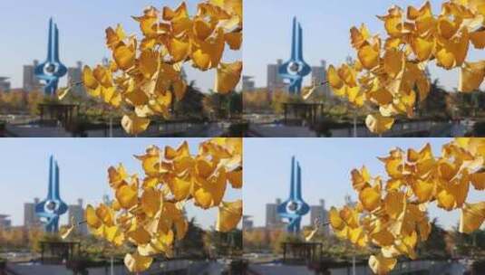 济南泉城广场秋季银杏林，树木叶子变黄高清在线视频素材下载