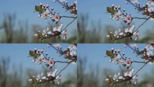 樱花盛开春天花开花花瓣樱花樱花开高清在线视频素材下载