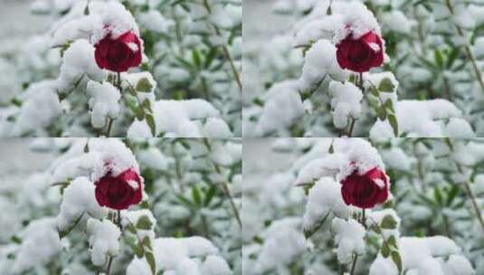 冬天风雪中的玫瑰花高清在线视频素材下载