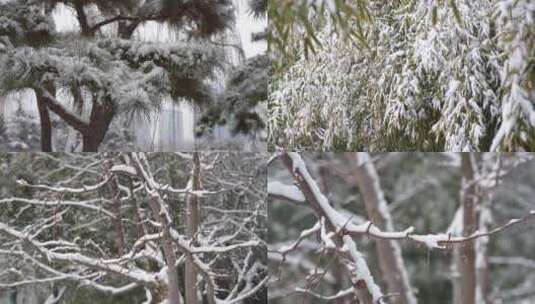 雪后松树树叶树枝积雪高清在线视频素材下载