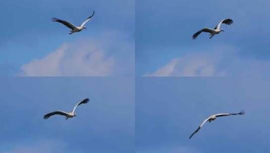 天空飞翔的鹤高清在线视频素材下载