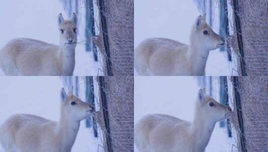 雪中的黄羊 蒙古原羚高清在线视频素材下载