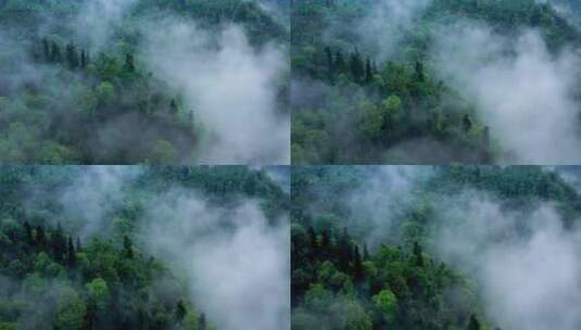 航拍森林云雾缭绕青山绿水高清在线视频素材下载