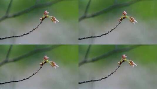 春天雨季樱花高清在线视频素材下载