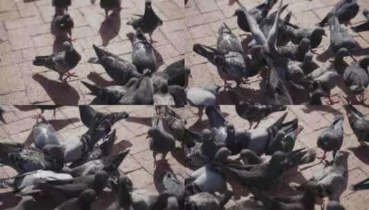 一群鸽子正在吃东西高清在线视频素材下载