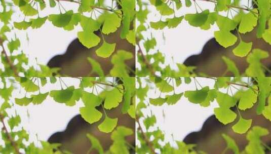 秋天阳光银杏树叶逆光空镜高清在线视频素材下载