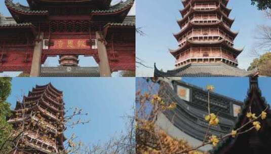 冬天暖阳北寺塔腊梅花开高清在线视频素材下载