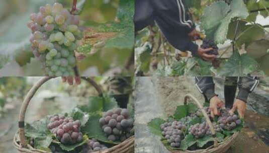 葡萄架葡萄采摘农厂高清在线视频素材下载