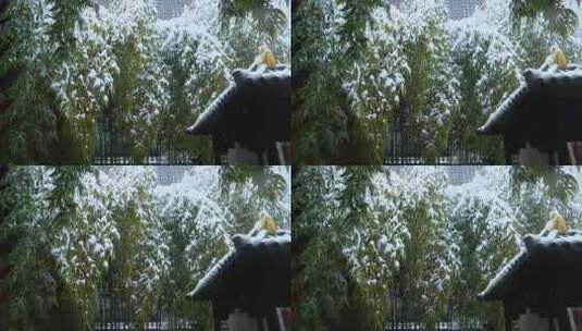 覆盖满雪的竹根高清在线视频素材下载