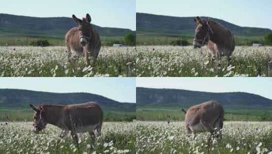 夕阳下摇曳的洋甘菊花田野里的驴子吃草洋甘高清在线视频素材下载