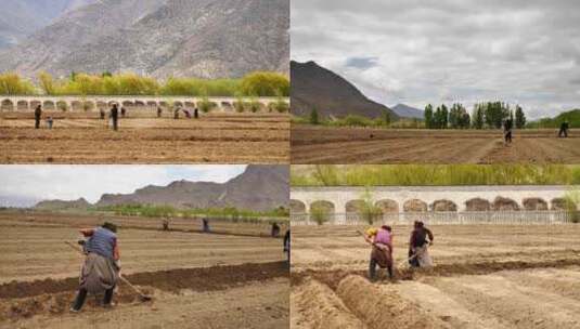 西藏农民在田间劳作高清在线视频素材下载
