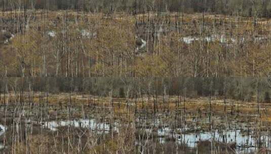 阿肯色州布莱克威尔点移除野生动物区裸露树高清在线视频素材下载