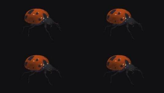 红色瓢虫甲虫虫-爬行步行环-侧角视图CU高清在线视频素材下载