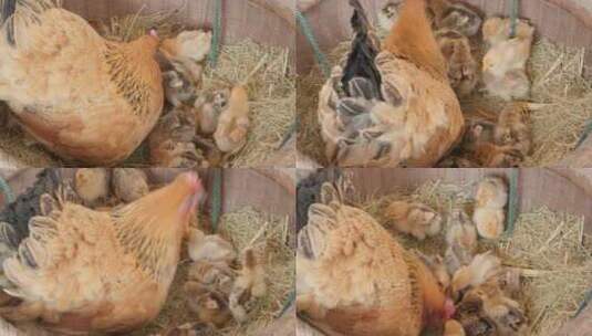 农村家禽散养老母鸡刚出生的小鸡苗高清在线视频素材下载