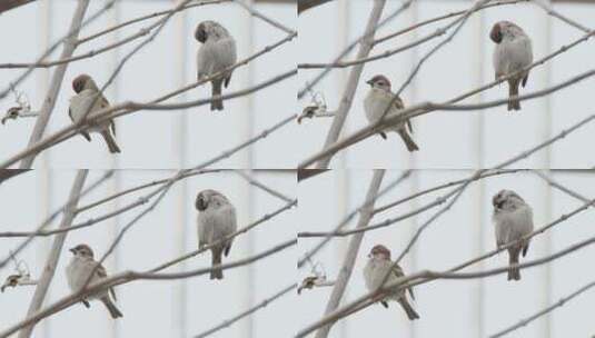 自然界中可爱的麻雀飞禽高清在线视频素材下载