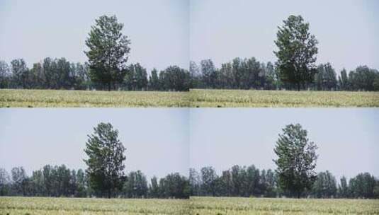 4K麦田里的树高清在线视频素材下载