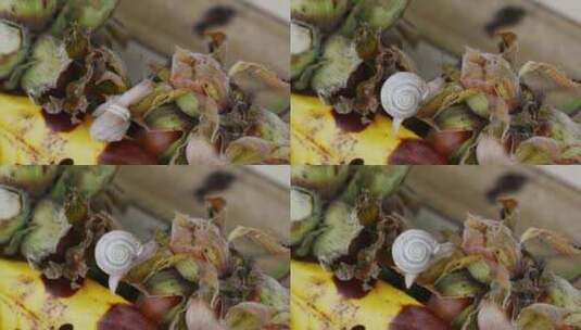 可爱的小蜗牛在绿色水果上盘旋高清在线视频素材下载