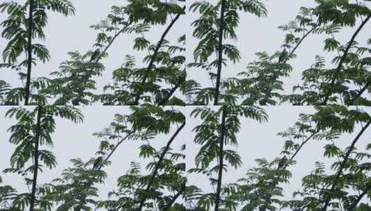 雨中的树上的鸟高清在线视频素材下载