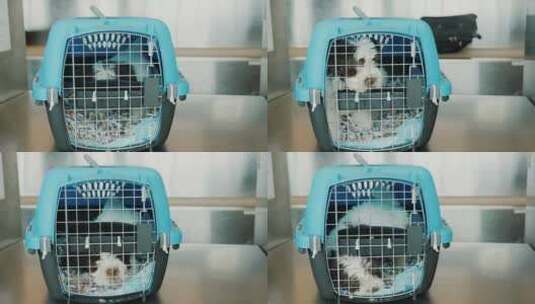 一只被关在笼子里的激动的小狗，用于运送活高清在线视频素材下载