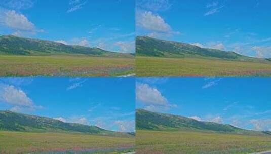 新疆赛里木湖野花盛开高清在线视频素材下载