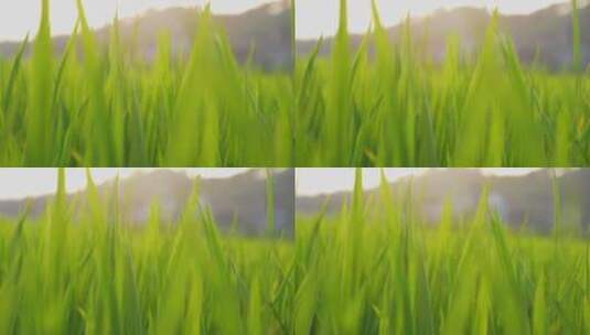 水稻叶子光影变化高清在线视频素材下载