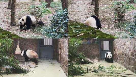 野生动物园熊猫吃竹子 大熊猫玩耍行走高清在线视频素材下载