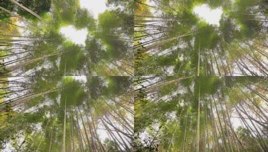 大自然风景美丽的竹海竹林竹子枝繁叶茂高清在线视频素材下载
