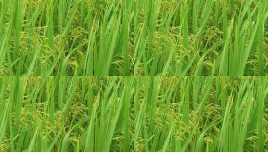 水稻稻穗稻田风光高清在线视频素材下载