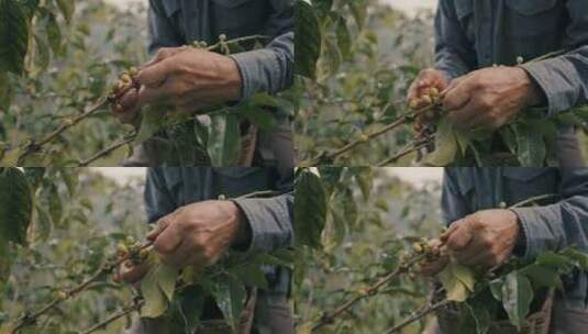 采摘，植物，咖啡豆，浆果高清在线视频素材下载