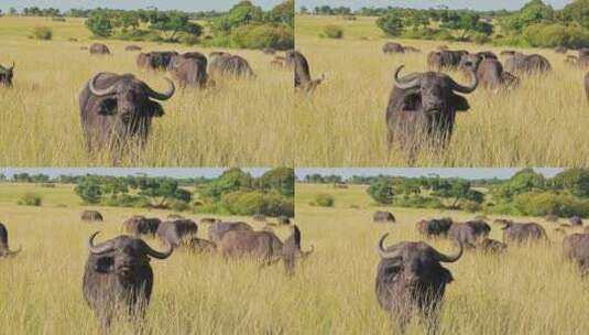 野生，Safari，非洲，热带草原高清在线视频素材下载