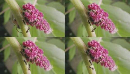 蚂蚁，花，昆虫，花园高清在线视频素材下载