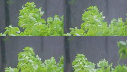 城市下暴雨下雨天雨水雨滴植物树叶子树木雨高清在线视频素材下载