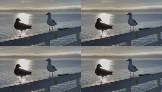 夕阳海边海鸟在杆子上特写高清在线视频素材下载