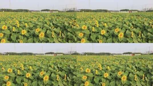 向日葵 花海 田野 葵花节高清在线视频素材下载