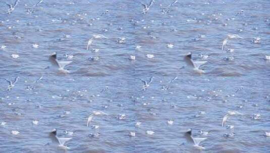 海面上海鸥飞翔与浮游画面高清在线视频素材下载