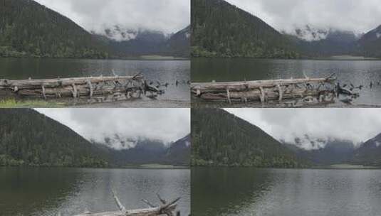 4k超清川西高原航拍湖泊牧场山谷牛群马匹高清在线视频素材下载