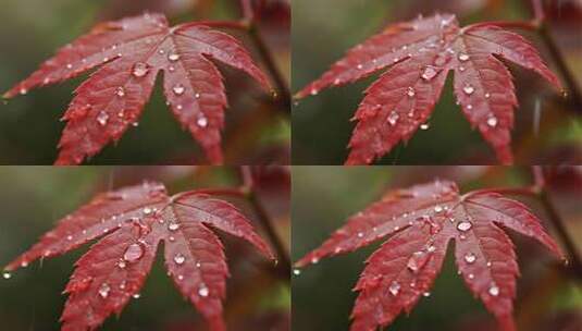 秋雨后枫叶露珠高清特写视频高清在线视频素材下载