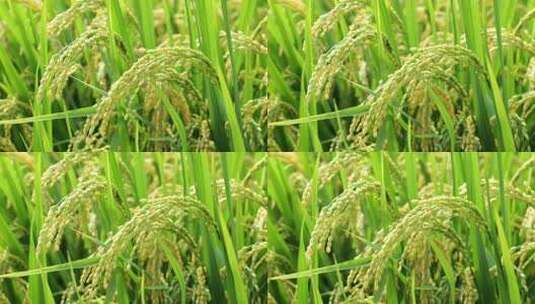 稻田稻穗特写高清在线视频素材下载