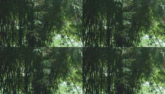 植物 绿色 森林 户外 治愈 自然 大自然高清在线视频素材下载