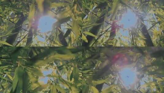 院子里的竹子竹林竹影毛竹高清在线视频素材下载