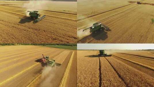 秋天农业小麦粮食丰收收割机高清在线视频素材下载