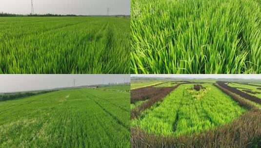 水稻田 大片农田 乡村振兴 现代农业高清在线视频素材下载