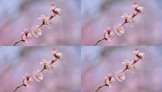 春天盛开的粉色桃花碧桃花朵特写高清在线视频素材下载