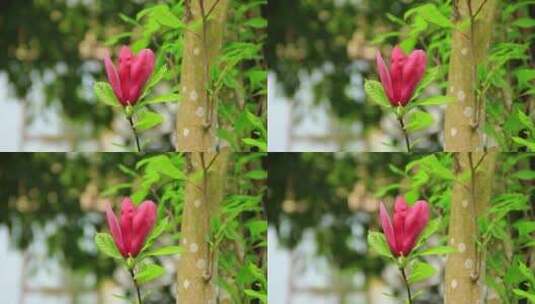 春天粉色的玉兰花开实拍高清在线视频素材下载