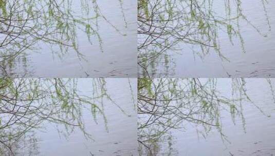 春季湖水垂柳高清在线视频素材下载